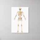 Search for backbone art Anatomy