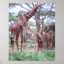 Search for african animals posters Tree