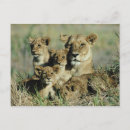Search for okavango delta postcards Animals in the wild