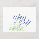Search for lavender watercolor postcards Floral