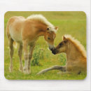Search for foals mouse mats Standing