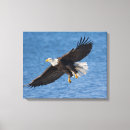 Search for haliaeetus canvas prints Alaska