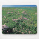 Search for aleutians electronics Foliage