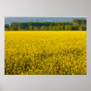 Search for sun flower posters Nature