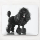 Search for black poodle electronics Animals