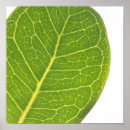 Search for fig tree posters Green