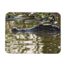 Search for water animal magnets Swamp