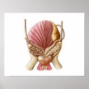 Search for human reproduction posters Close up