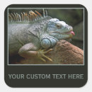 Search for iguana stickers Lizard