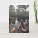 Search for sunrise cards Wildlife