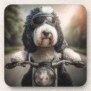 Search for cute animals coasters Pets