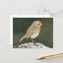 Search for european robin bird postcards Erithacus rubecula