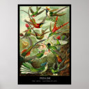 Search for zoology posters Ernst haeckel