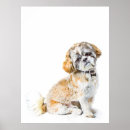 Search for dog breed posters Companion