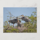 Search for herons postcards Picture