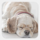 Search for down dog stickers Animal