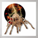 Search for tarantula posters Nature
