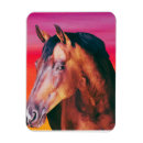 Search for gelding magnets Mare