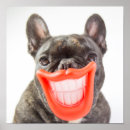 Search for cute and funny animal pictures posters Adorable