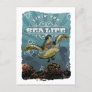 Search for turtle vertical postcards Beach