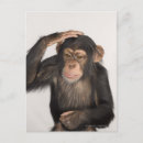 Search for monkey head Contemplation