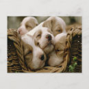 Search for basket postcards Pet