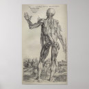 Search for skeleton anatomy posters Human body