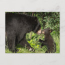 Search for interaction postcards Bear