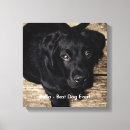 Search for labrador retriever memorial Black lab