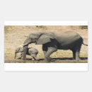 Search for elephant photo stickers Colour image