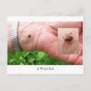 Search for unusual postcards Odd