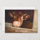 Search for funny cow invitations Rustic