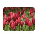 Search for focus magnets Red