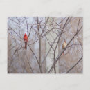 Search for cardinal bird postcards Animal