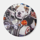 Search for pedigree dog magnets Animal