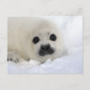 Search for harp postcards Seal