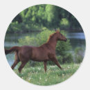Search for thoroughbred stickers Flowers