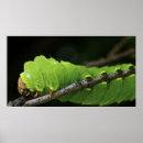 Search for larva posters Insect