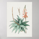 Search for aloe vera plant art Floral