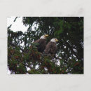 Search for bald eagle postcards Tree