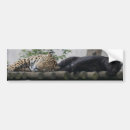 Search for leopard cat bumper stickers Jaguar