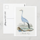 Search for crane vertical postcards Bird