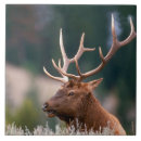 Search for mountain tiles Wildlife