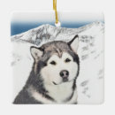 Search for dog sled christmas tree decorations Malamute