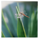 Search for nature tiles Insect