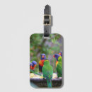 Search for lorikeet parrot accessories Colourful