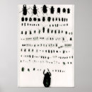 Search for specimens posters Bugs