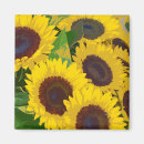 Search for botanical square magnets Sunflowers