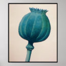 Search for opium posters Poppy