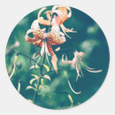 Search for tiger lily stickers Lilies